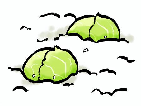 雪中キャベツ (筆タッチ・野菜) 雪中キャベツ (筆タッチ・野菜) 雪中キャベツ,雪,キャベツ,葉,筆,野菜,食料,冬,農業,農家のイラスト素材
