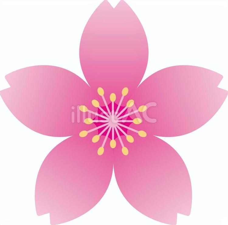 桜のアイコン03 桜,アイコン,あしらいのイラスト素材