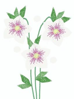 クリスマスローズ A クリスマスローズ,シンプル,白,グリーン,可憐,かわいい,紫,冬のイラスト素材