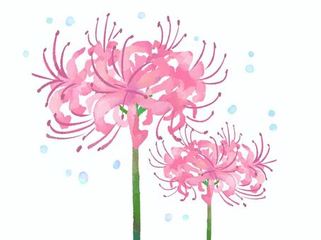 【水彩風手描き】曼殊沙華（ピンク） 曼殊沙華,彼岸花,ピンクの花,花,植物,秋,9月,お盆,お墓参り,墓参のイラスト素材
