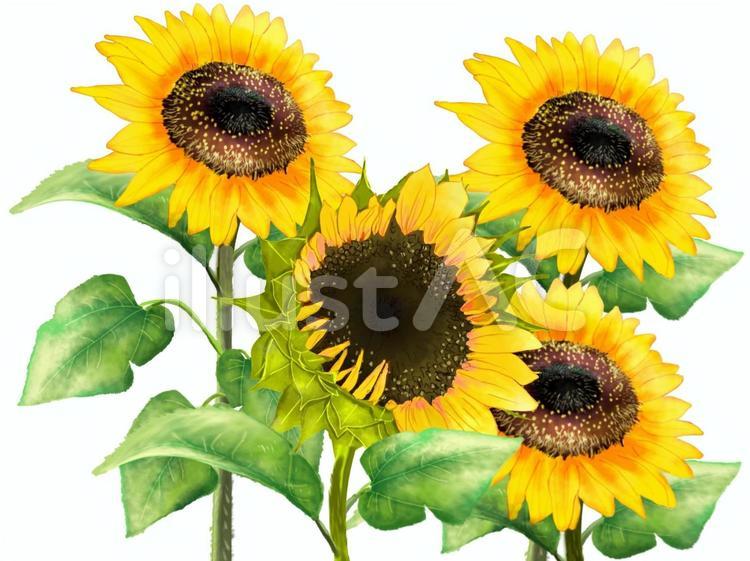ひまわり畑 水彩イラスト No 無料イラストなら イラストac