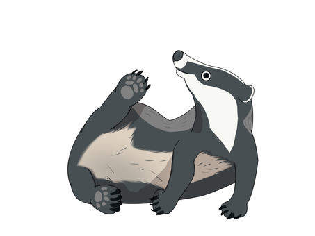 ヨーロッパアナグマ（毛繕い） ヨーロッパアナグマ,アナグマ,ヨーロッパ,動物,毛繕いのイラスト素材