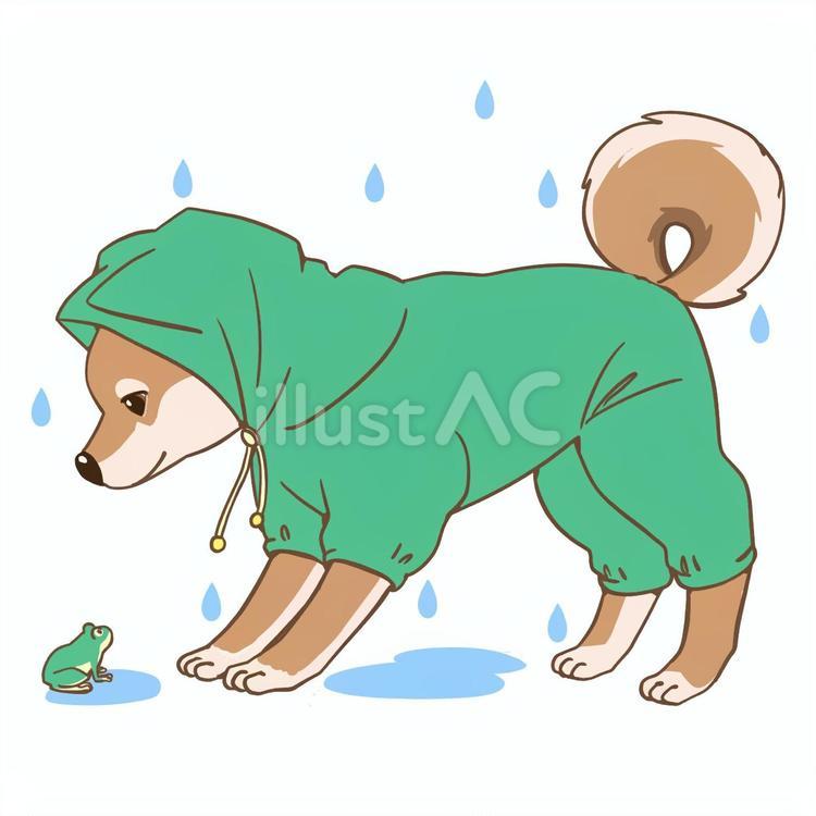 レインコートで雨のお散歩の柴犬とカエル 犬,ペット,柴犬のイラスト素材