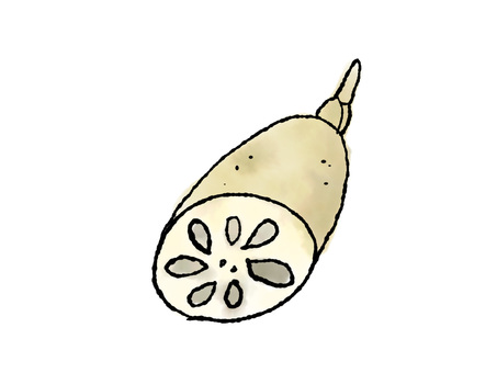 レンコン レンコン,冬,冬野菜,根菜,手書きのイラスト素材