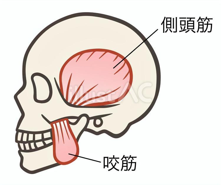 咀嚼筋の側頭筋と咬筋、名称あり 側頭筋,咬筋,咀嚼筋のイラスト素材