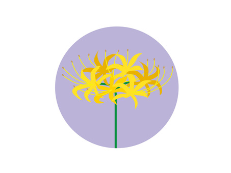 ヒガンバナ　黄色 ヒガンバナ,曼珠沙華,秋,10月,彼岸花,カミソリバナ,シビトバナ,トウロウバナのイラスト素材