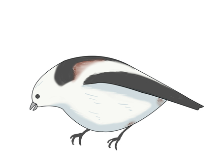 シマエナガ（下目線） シマエナガ,鳥,動物,北海道,白,下目線のイラスト素材