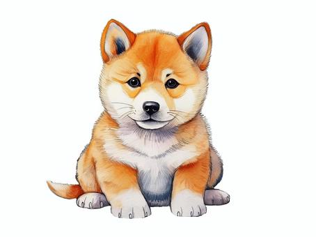 柴犬小狗, 柴犬, 小狗, 宠物, JPG 和 PNG