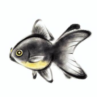 Illustration, goldfish, fish, black, JPG