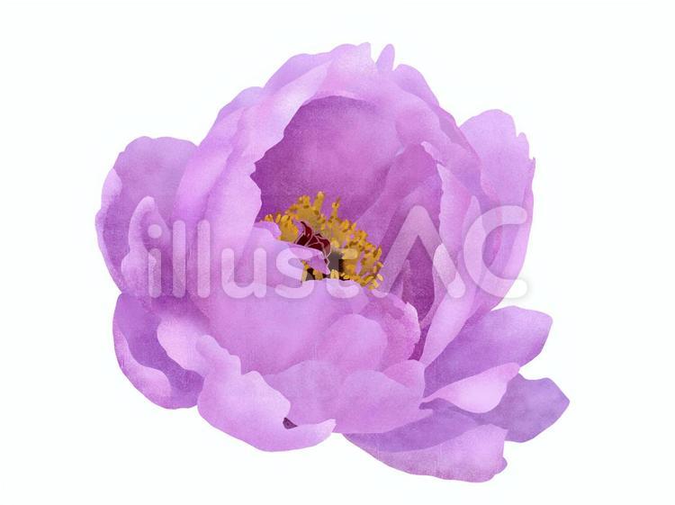 牡丹の花(紫色)2