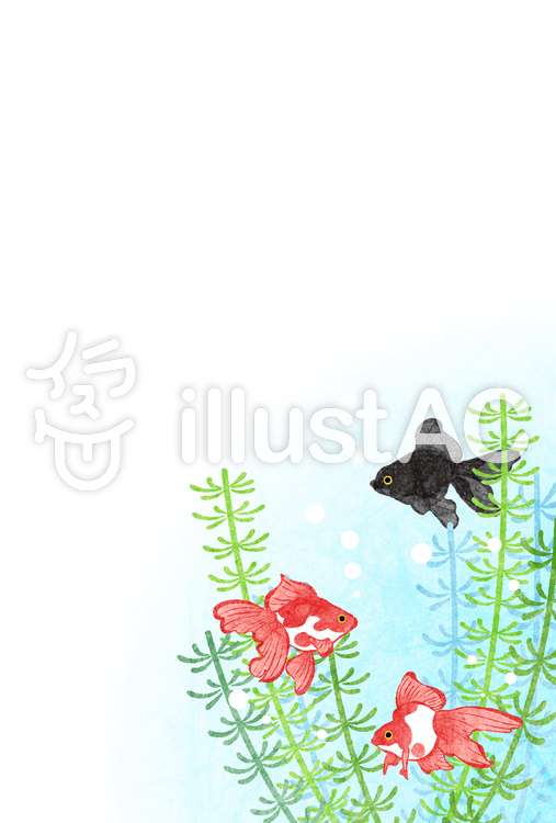 金魚と水草の暑中見舞いはがきタテ 金魚,背景,水彩のイラスト素材