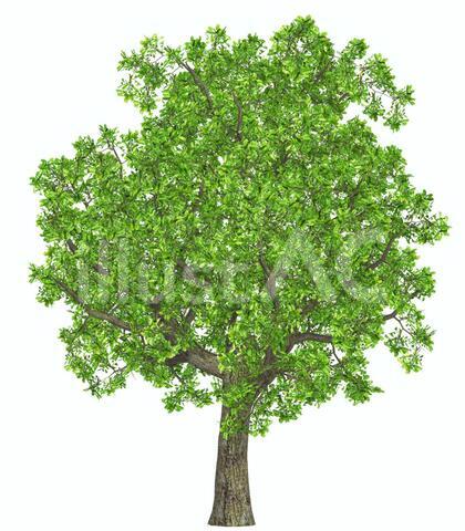 tree_003