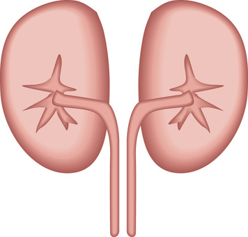 腎臓　　 腎臓,内臓,臓器,内部,医療,人体のイラスト素材