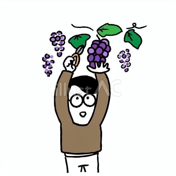 ぶどう狩りをする男性 ぶどう狩り,レジャー,秋のイラスト素材