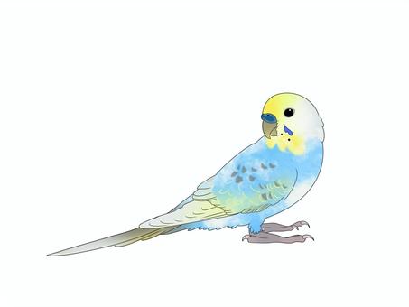 セキセイインコレインボーパイド 鳥,インコ,かわいい,ペット,手乗り,無料,フリー,素材,カラフル,セキセイインコのイラスト素材