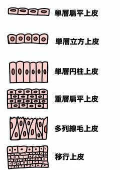 上皮の種類　カラー 上皮,移行,単層扁平,多列線毛,種類,カラーのイラスト素材