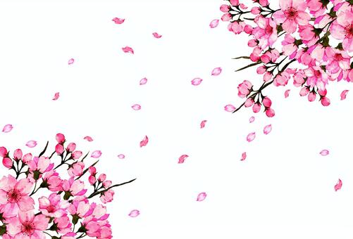 Cherry Blossoms, вишневое дерево, цветок, акварельная живопись, JPG and PNG