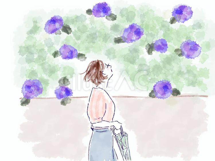 あじさい　女性　傘　散歩　水彩　自然　雨 女性,あじさい,アジサイのイラスト素材