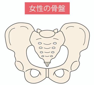 女性の骨盤 骨盤,女性,股関節,形状,骨格,人体,骨,接骨院,腰,腰痛のイラスト素材