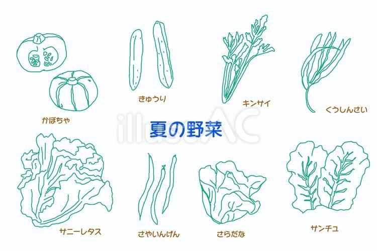 夏の野菜 夏,野菜,かぼちゃのイラスト素材