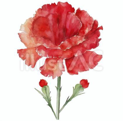 水彩タッチ 花 カーネーション 赤