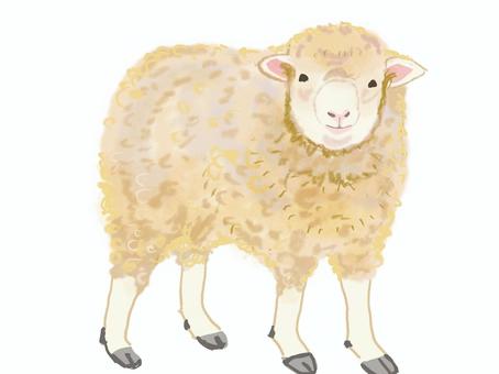羊 羊,動物,家畜,もふもふ,リアル,手描きのイラスト素材