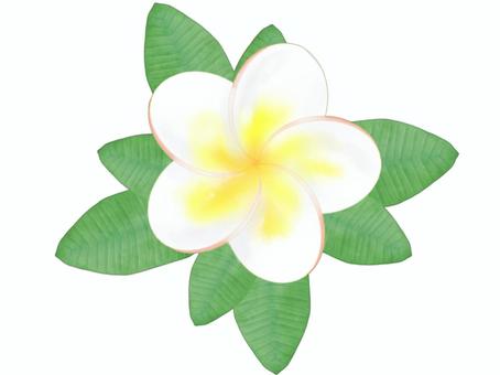 Plumeria, plumeria, flower, leaf, JPG and PNG