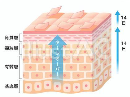 ターンオーバーのしくみ 肌の断面図