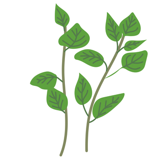 ハーブ　オレガノ オレガノ,ハーブ,ピザ,イタリア料理,洋食,ソーセージ,シソ科,薬草,浄化,スパイスのイラスト素材