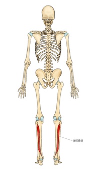 骨格と後脛骨筋 後脛骨筋,筋,筋肉,ガイコツ,解剖,骨,モデル,骨格,解剖学,スケルトンのイラスト素材