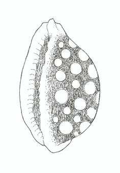 タカラガイをイメージした手描きイラスト タカラガイ,海,巻貝,生き物,手描き,リアル,モノクロ,挿絵,白バック,線画のイラスト素材
