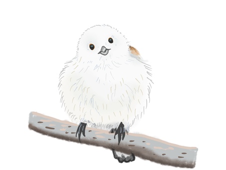 シマエナガ シマエナガ,鳥,野鳥,リアル,手描きのイラスト素材