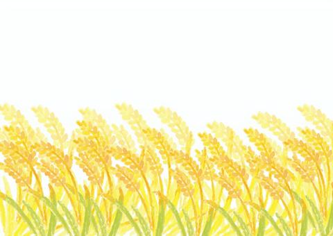 秋_稲穂フレーム03A 秋_稲穂フレーム03A 秋,実りの秋,収穫,稲穂,黄金色,水彩,稲刈り,新米,農業,自然のイラスト素材