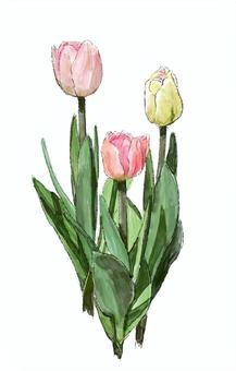 薄ピンク色のチューリップ チューリップ,春,水彩,手描き,花壇,花,ピンク,ガーデニング,庭園のイラスト素材