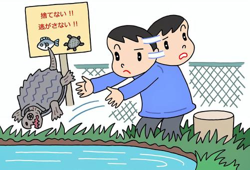 外来生物の蜜放流 外来生物,密放流,放逐,生態系破壊,飼い主,ペット,無責任,法令違反,ワニガメ,社会問題のイラスト素材