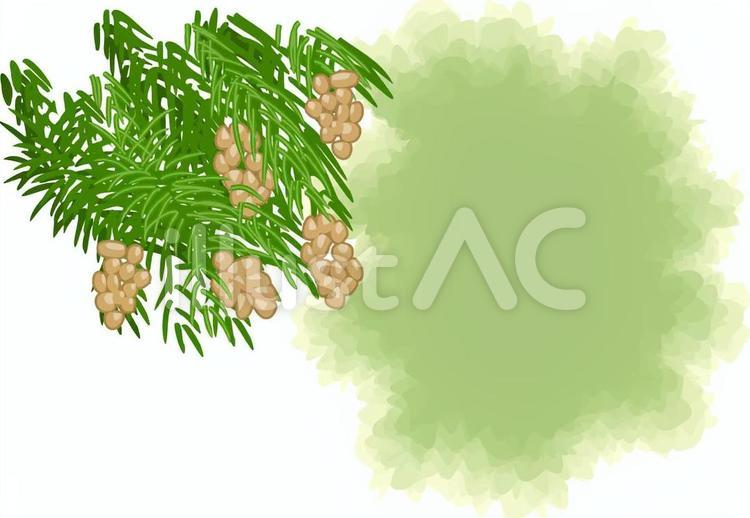 杉　杉の木　花粉　花粉症　春 杉,杉の木,花粉のイラスト素材