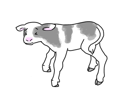 ナックルのある子牛 ナックルのある子牛 動物,牛,子牛,ホルスタイン,畜産,獣医,酪農,和牛,大動物,産業動物のイラスト素材