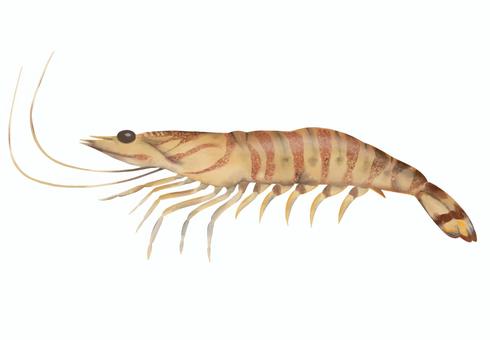 手描きのクルマエビ 海老,車エビ,魚,食べ物,魚釣り,新鮮,海,鮮魚,魚介類,手描きのイラスト素材