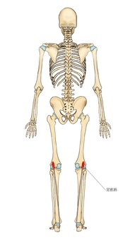 骨格と足底筋 足底筋,筋,筋肉,ガイコツ,解剖,骨,モデル,骨格,解剖学,スケルトンのイラスト素材