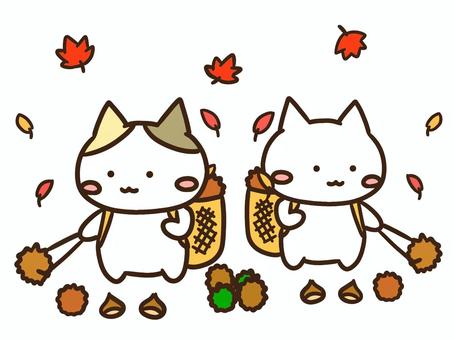 秋に栗拾いを楽しむかわいい白猫と三毛猫 栗拾い,栗,拾う,秋,ねこ,紅葉,採集,かわいい,行楽,イベントのイラスト素材