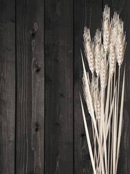 小麦色の麦穂と板の背景3　mugi021 麦穂,小麦色,リアル,ナチュラル,お洒落,自然,植物,大人っぽい,枠,背景のイラスト素材