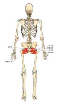 骨格と深層外旋六筋 梨状筋,上双子筋,下双子筋,内閉鎖筋,外閉鎖筋,大腿方形筋,深層外旋六筋,筋,筋肉,ガイコツのイラスト素材