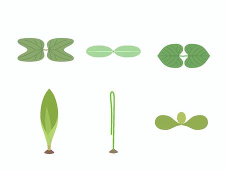 発芽した植物の形 発芽,植物,アサガオ,ひまわり,インゲンマメ,とうもろこし,玉ねぎ,たんぽぽのイラスト素材