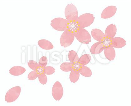 桜の花