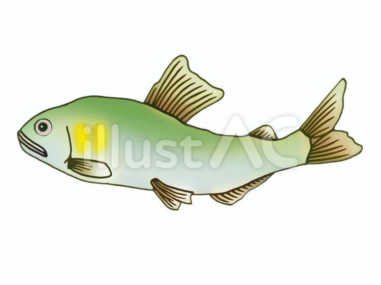 アユイラスト No 無料イラストなら イラストac