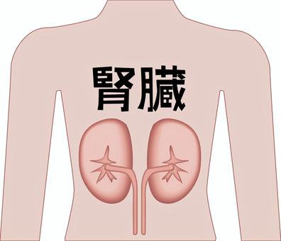 腎臓　　 腎臓,内臓,臓器,内部,体内,医療,人体,漢字のイラスト素材