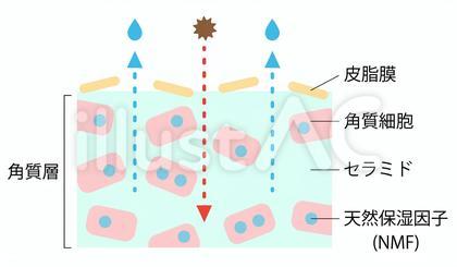 乾燥肌 セラミド 断面図