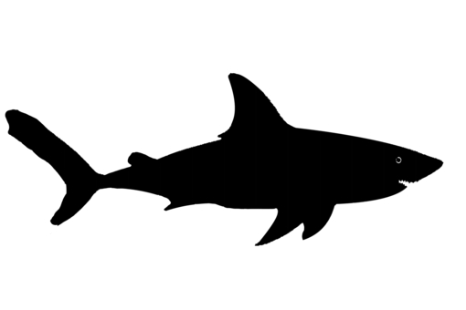 ジンベエザメのシルエット サメ,ジンベエ,強者,海,生き物,泳ぐ,牙,ハンター,魚,危険のイラスト素材