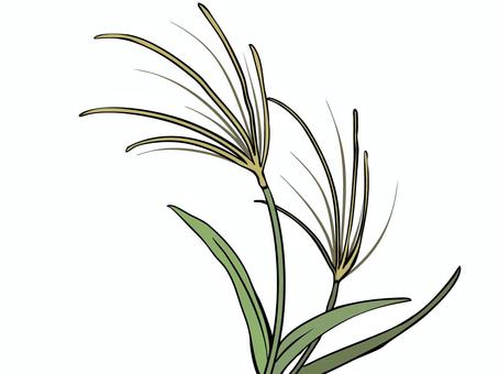ススキ ススキ,植物,主線あり,秋,イラスト素材,広告,チラシ,cm,白背景,背景透過のイラスト素材