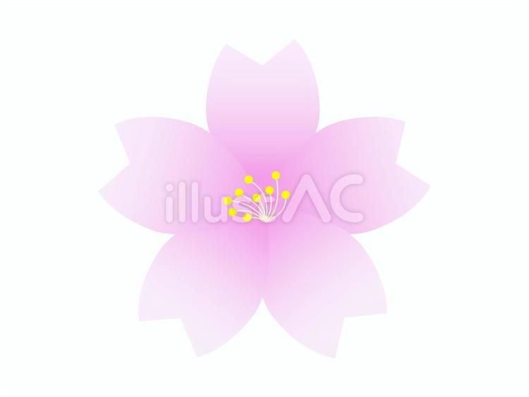 桜 春,アイコン,花のイラスト素材